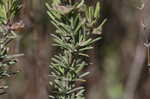 False rosemary